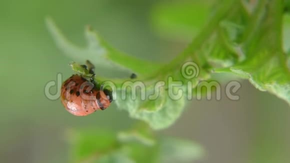 科罗拉多马铃薯甲虫幼虫在花园里吃土豆叶害虫和寄生虫破坏农业作物视频的预览图