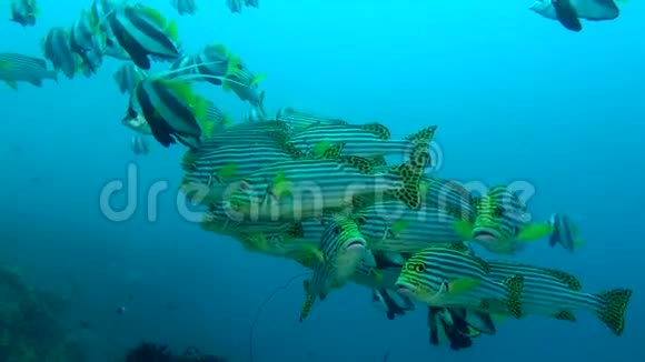 马尔代夫水下独特的异国情调的亮黄色条纹鱼视频的预览图