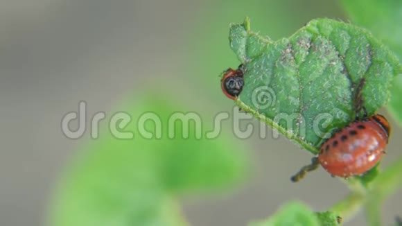 科罗拉多马铃薯甲虫幼虫在花园里吃土豆叶害虫和寄生虫破坏农业作物视频的预览图