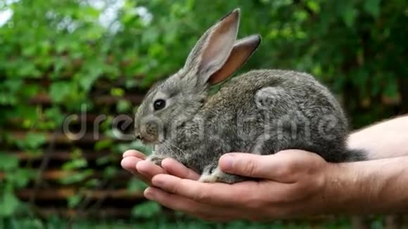 兔子喂养动物视频的预览图