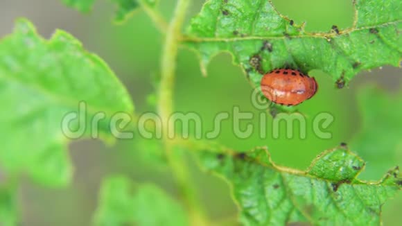 科罗拉多马铃薯甲虫幼虫在花园里吃土豆叶害虫和寄生虫破坏农业作物视频的预览图