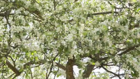 苹果树开花盘视频视频的预览图