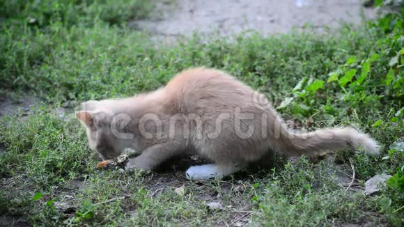 饥饿的流浪小猫吃面包视频的预览图