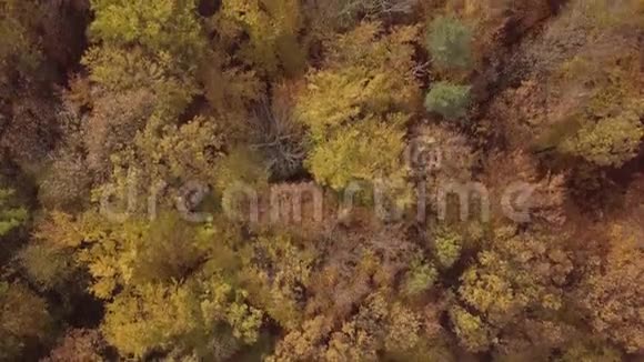 飞越秋林未触及的LOG格式视频的预览图