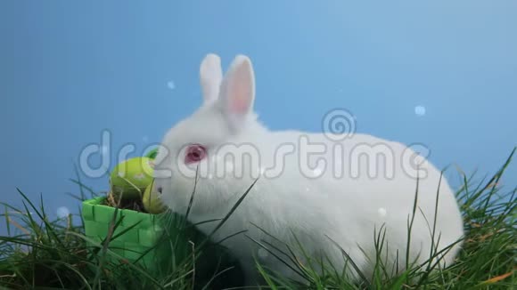 复活节兔子和鸡蛋视频的预览图