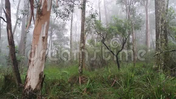 澳大利亚桉树雨林中的雾滚滚视频的预览图