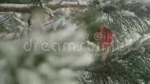 有松树枝的红色圣诞装饰视频的预览图