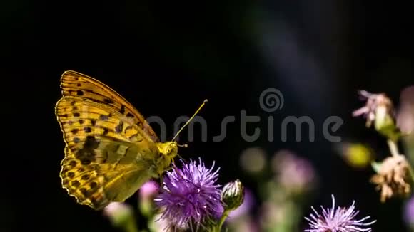 蝴蝶吃花的花粉视频的预览图