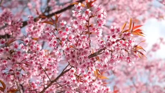 春天的美丽樱花视频的预览图