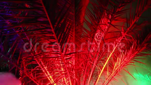 棕榈树的枝条在夜间光照视频的预览图