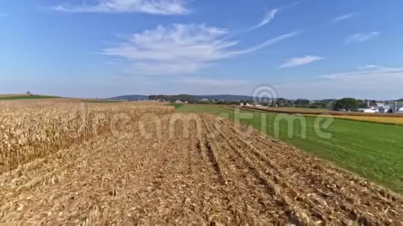 为收获做好准备的农田和玉米的试飞视频的预览图