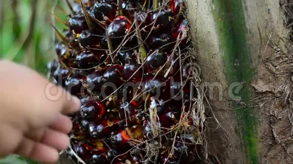 检查棕榈油螺母以供收获视频的预览图