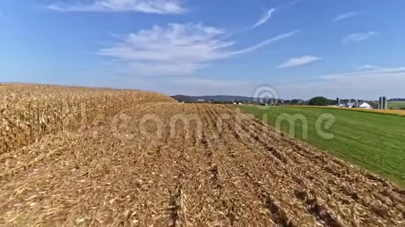 为收获做好准备的农田和玉米的试飞视频的预览图