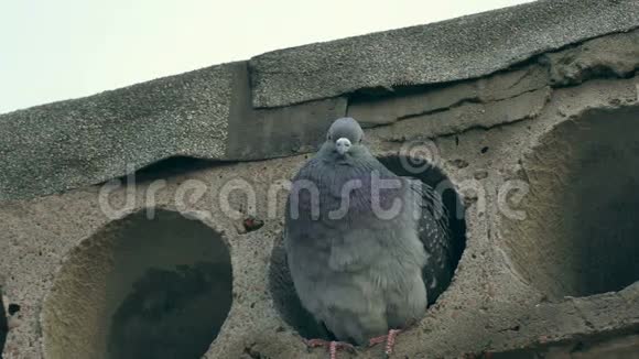 野灰鸽鸟坐在水泥板上视频的预览图