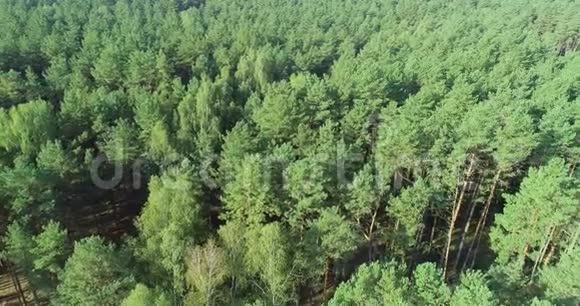 飞过松林飞过树梢视频的预览图