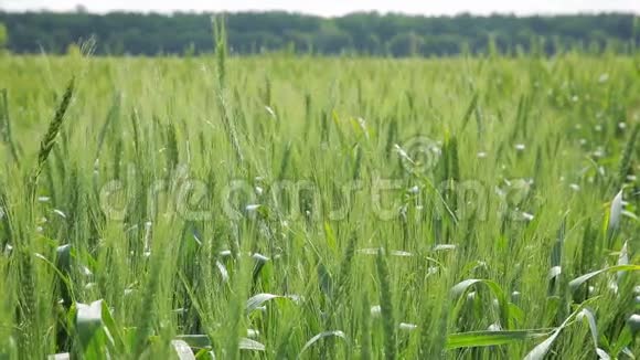 田野和蓝天背景上的大麦小穗视频的预览图
