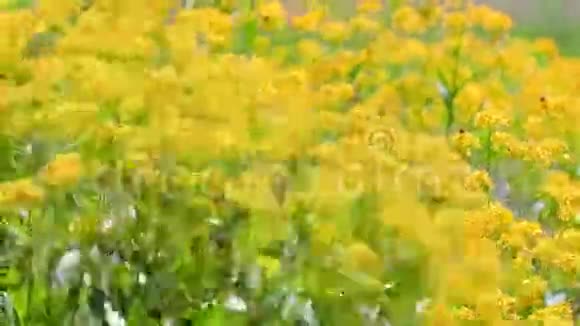 风和日丽的日子里开的野花视频的预览图