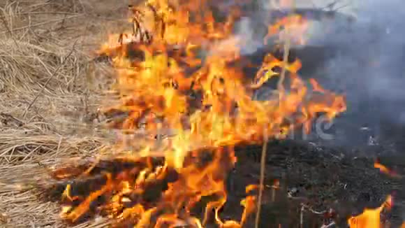 自然界中危险的野火燃烧干草林间空地上长满了黑草视频的预览图