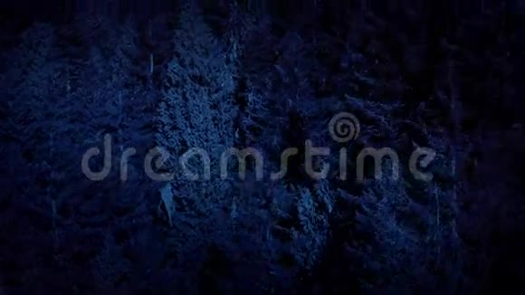 夜间高空飞越高森林树木视频的预览图