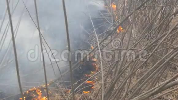 自然界中危险的野火燃烧干草林间空地上长满了黑草视频的预览图