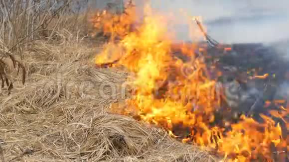 自然界中危险的野火燃烧干草林间空地上长满了黑草视频的预览图