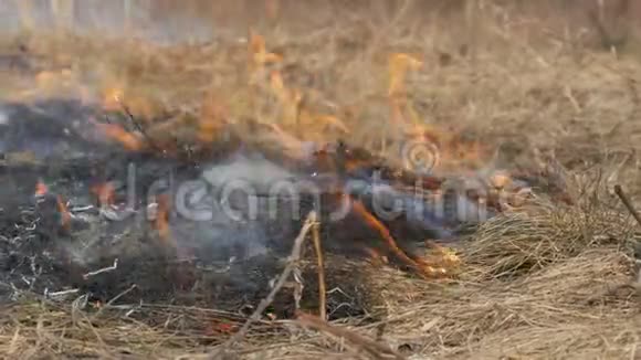 自然界中危险的野火燃烧干草林间空地上长满了黑草视频的预览图