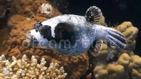 在红海的珊瑚中水下的鱼视频的预览图