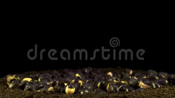 蜜蜂在黑色背景下发芽视频的预览图