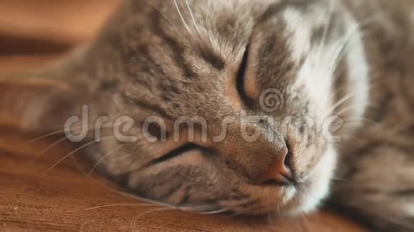 睡眠生活方式条纹猫完美梦想猫睡在毯子里选择性专注猫睡觉视频的预览图