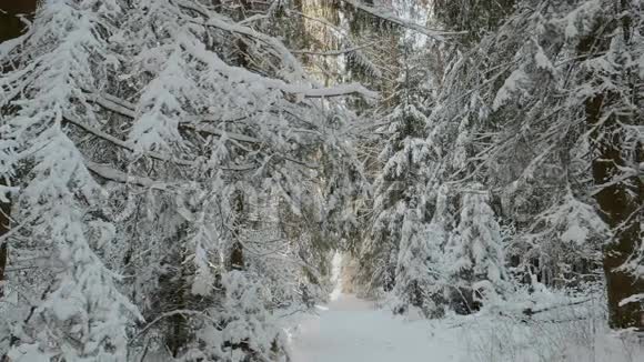 冬天森林里的早晨视频的预览图