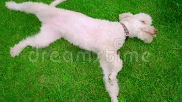 白狗躺在绿草上小狗躺在绿色草坪上视频的预览图