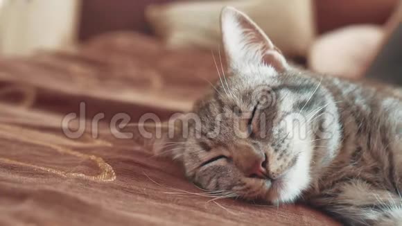 睡条纹公猫猫完美的梦想猫的生活方式是睡在毯子里有选择性地集中注意力猫睡宠物视频的预览图