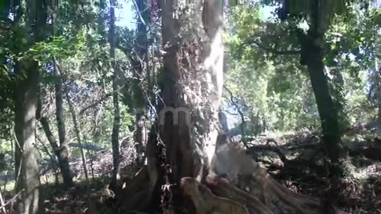 一棵巨大的热带树农场巴拉望岛视频的预览图
