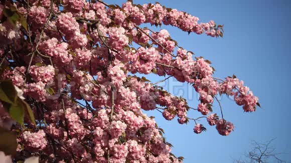 樱花日本樱花粉红花枝樱花春花日本开花樱桃视频的预览图