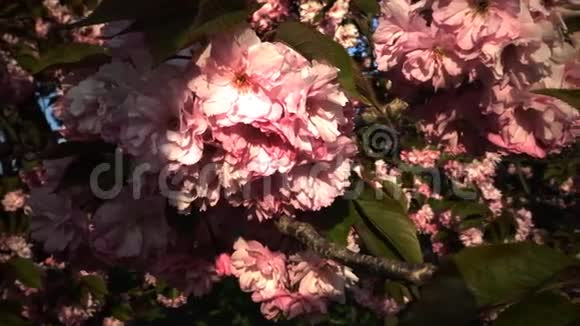 樱花日本樱花粉红花枝樱花春花日本开花樱桃视频的预览图