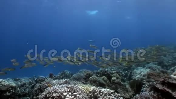 红海海底黄质山羊鱼的流派视频的预览图