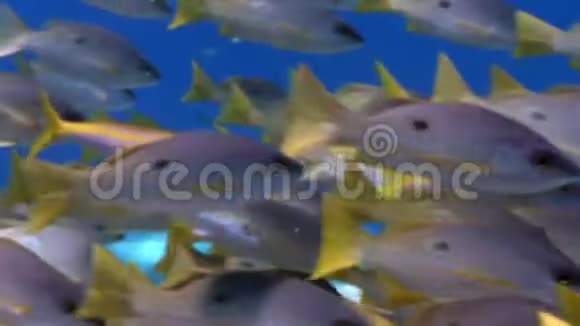 黄纹山羊鱼多叶黄鱼在红海水下的流派视频的预览图