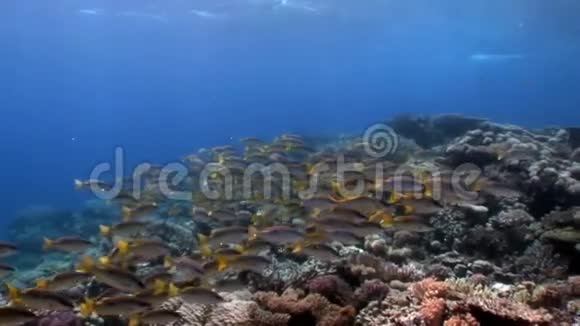 黄纹山羊鱼多叶黄鱼在红海水下的流派视频的预览图