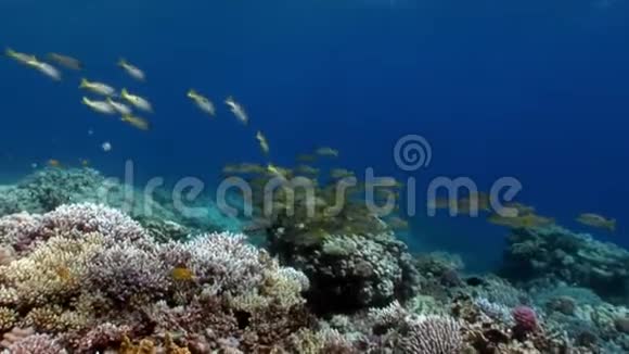 黄纹山羊鱼多叶黄鱼在红海水下的流派视频的预览图