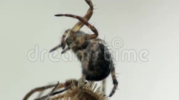 蜘蛛停在空中昆虫里视频的预览图