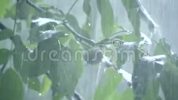 大雨倾盆大雨倾盆暴雨在白天来临视频的预览图