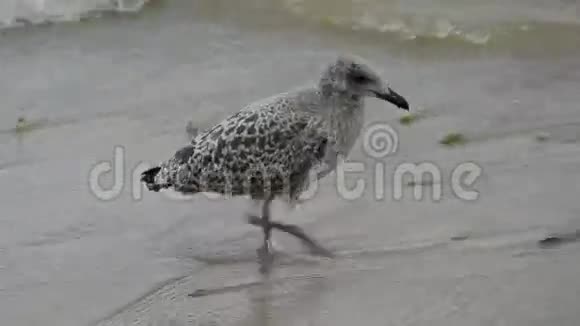海滩沙滩上的年轻海鸥鸟视频的预览图