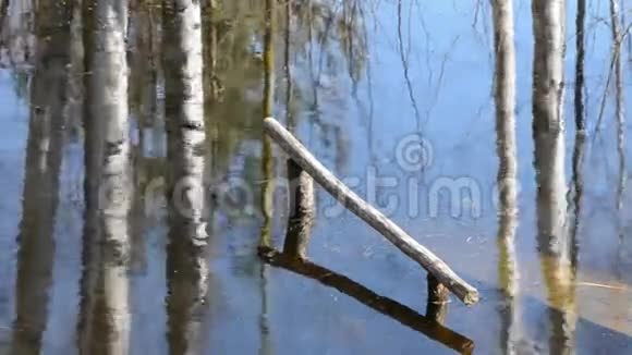 春天融水和池塘中的树木倒影视频的预览图