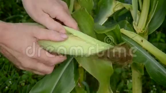 农民寻找新鲜玉米芯的情况视频的预览图