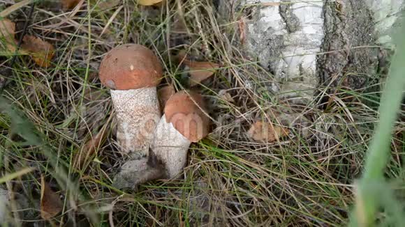 橘红色牛肝菌菇和秋季落叶视频的预览图