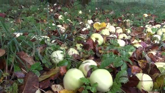 旧花园的秋苹果和晨雾视频的预览图