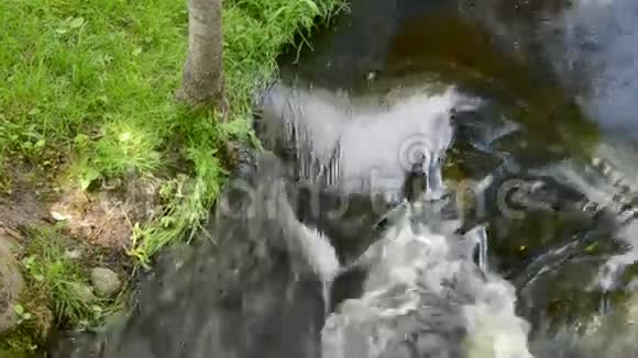 夏季干净的河流溪流和海岸草视频的预览图