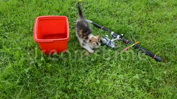 小猫钓鱼后吃鱼视频的预览图