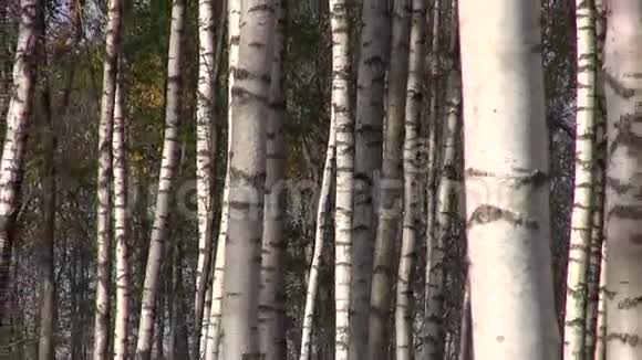 桦树金林十月近路视频的预览图