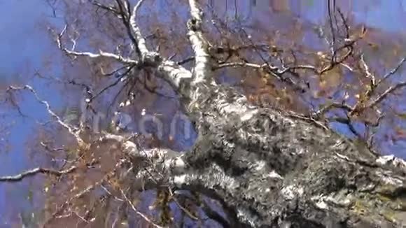 秋天的老桦树和照相机旋转视频的预览图